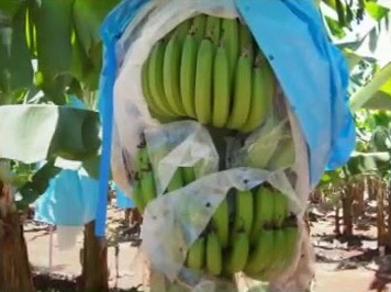Banana bunches growing inside Fruit Tech bunch covers