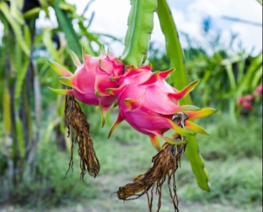 Fruit Tech dragon fruit protection bag