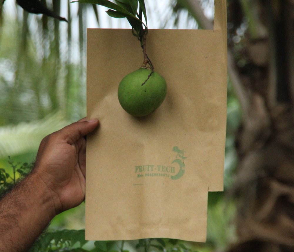 Young mango on the branch above a Fruit Tech kraft paper bag