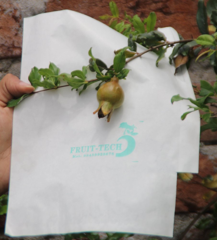 Young pomegranate in front of a white Fruit Tech cover